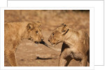 Young Lions (Panthera leo) by Anonymous