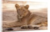 Young lion (Panthera leo) by Anonymous