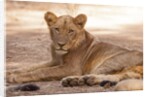 Young lion (Panthera leo) by Anonymous