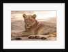 Young lion (Panthera leo) by Anonymous