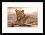 Young lion (Panthera leo) by Anonymous