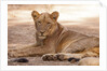 Young lion (Panthera leo) by Anonymous