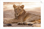 Young lion (Panthera leo) by Anonymous