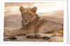 Young lion (Panthera leo) by Anonymous
