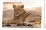 Young lion (Panthera leo) by Anonymous