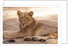 Young lion (Panthera leo) by Anonymous