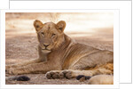 Young lion (Panthera leo) by Anonymous