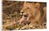 Young lion (Panthera leo) by Anonymous