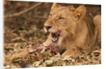 Young lion (Panthera leo) by Anonymous
