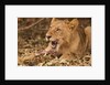 Young lion (Panthera leo) by Anonymous