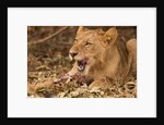 Young lion (Panthera leo) by Anonymous