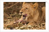 Young lion (Panthera leo) by Anonymous