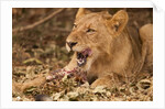 Young lion (Panthera leo) by Anonymous
