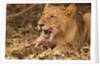 Young lion (Panthera leo) by Anonymous