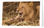 Young lion (Panthera leo) by Anonymous