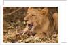 Young lion (Panthera leo) by Anonymous