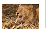 Young lion (Panthera leo) by Anonymous