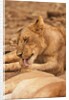 Young lion (Panthera leo) by Anonymous