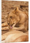 Young lion (Panthera leo) by Anonymous