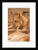 Young lion (Panthera leo) by Anonymous