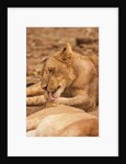 Young lion (Panthera leo) by Anonymous