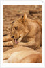 Young lion (Panthera leo) by Anonymous