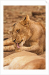 Young lion (Panthera leo) by Anonymous