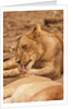 Young lion (Panthera leo) by Anonymous