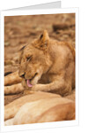 Young lion (Panthera leo) by Anonymous