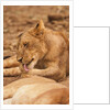 Young lion (Panthera leo) by Anonymous