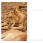Young lion (Panthera leo) by Anonymous