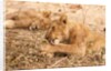 Lioness (Panthera leo) by Anonymous