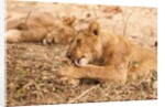 Lioness (Panthera leo) by Anonymous
