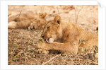 Lioness (Panthera leo) by Anonymous