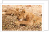 Lioness (Panthera leo) by Anonymous