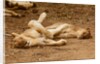 Young Lions (Panthera leo) by Anonymous