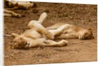 Young Lions (Panthera leo) by Anonymous