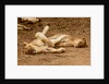 Young Lions (Panthera leo) by Anonymous