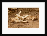 Young Lions (Panthera leo) by Anonymous