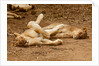 Young Lions (Panthera leo) by Anonymous
