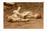 Young Lions (Panthera leo) by Anonymous