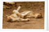 Young Lions (Panthera leo) by Anonymous