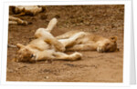 Young Lions (Panthera leo) by Anonymous