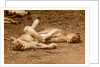 Young Lions (Panthera leo) by Anonymous