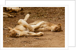 Young Lions (Panthera leo) by Anonymous