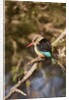 Brown-hooded Kingfisher by Anonymous