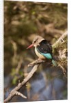 Brown-hooded Kingfisher by Anonymous