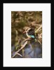 Brown-hooded Kingfisher by Anonymous