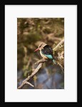 Brown-hooded Kingfisher by Anonymous