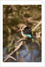 Brown-hooded Kingfisher by Anonymous